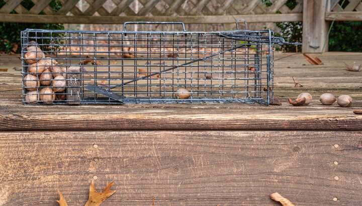 Professional-Wildlife-Control in Lancaster