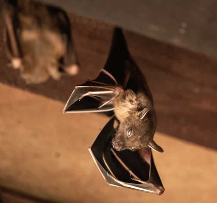 Wildlife-Bats in Lancaster